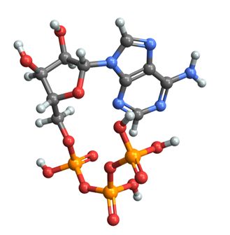 Telos – on the nature of Nature at nanoscale